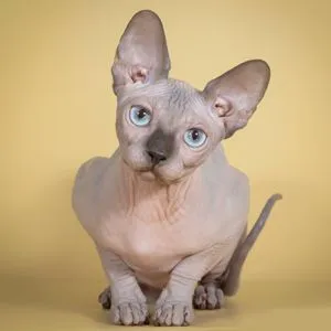 Коты_300х300_Канадский_сфинкс.jpg