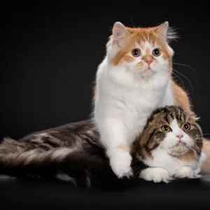 Коты_300х300_Шотлан.jpg